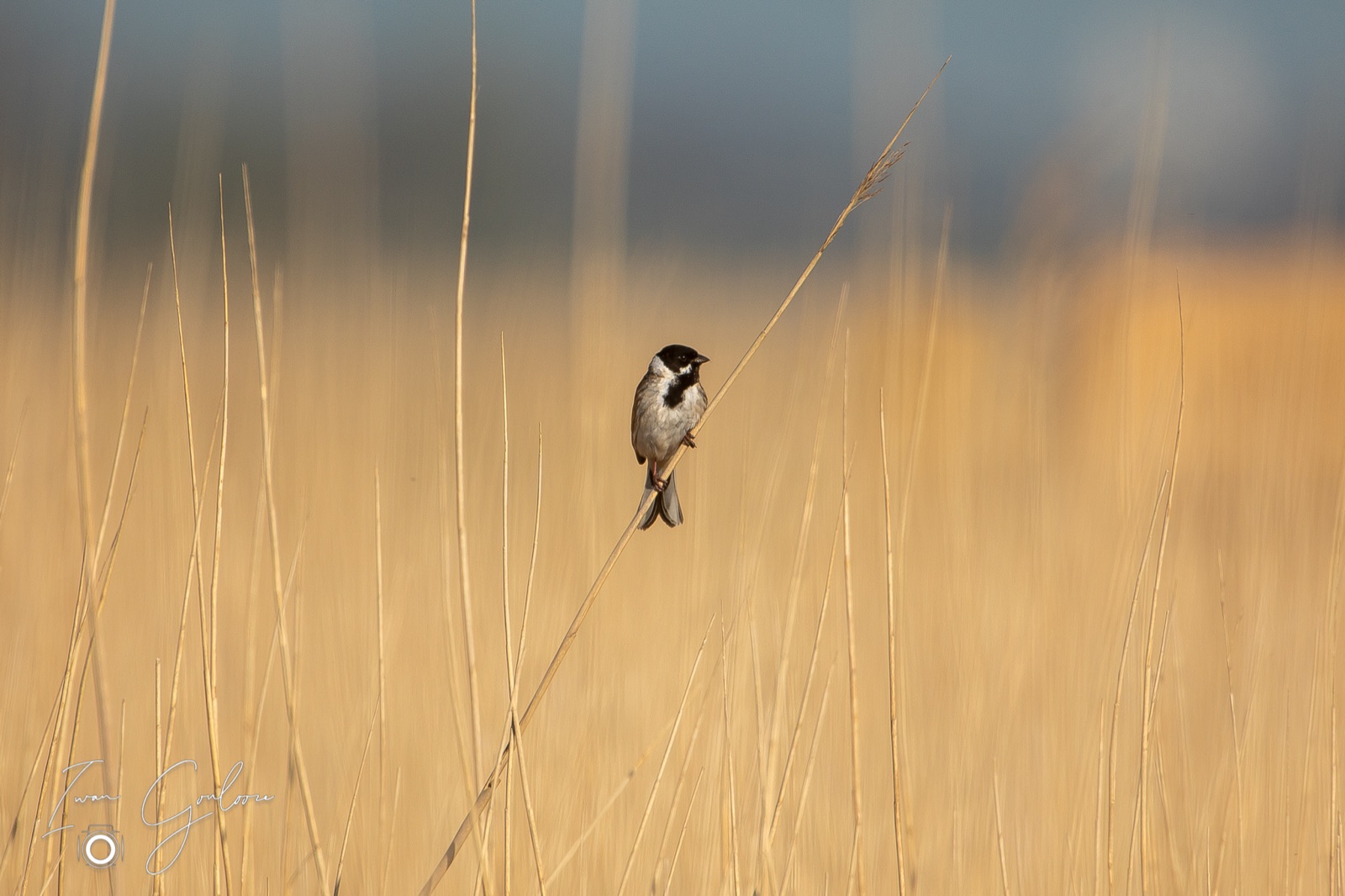 Rietgors